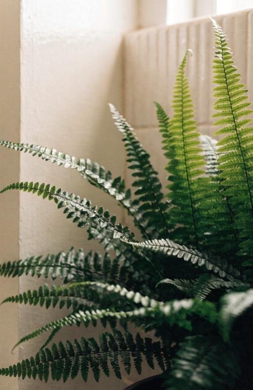 close-up-of-a-lush-boston-fern