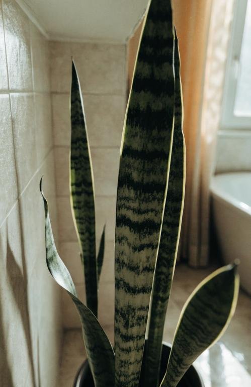 close-up-of-a-tall-snake-plant