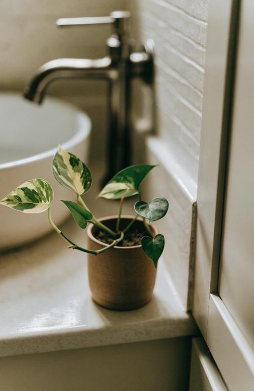 close-up-of-a-small-potted-pothos