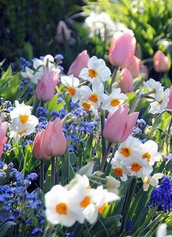 Drift of tulips and daffodils in a front flower bed