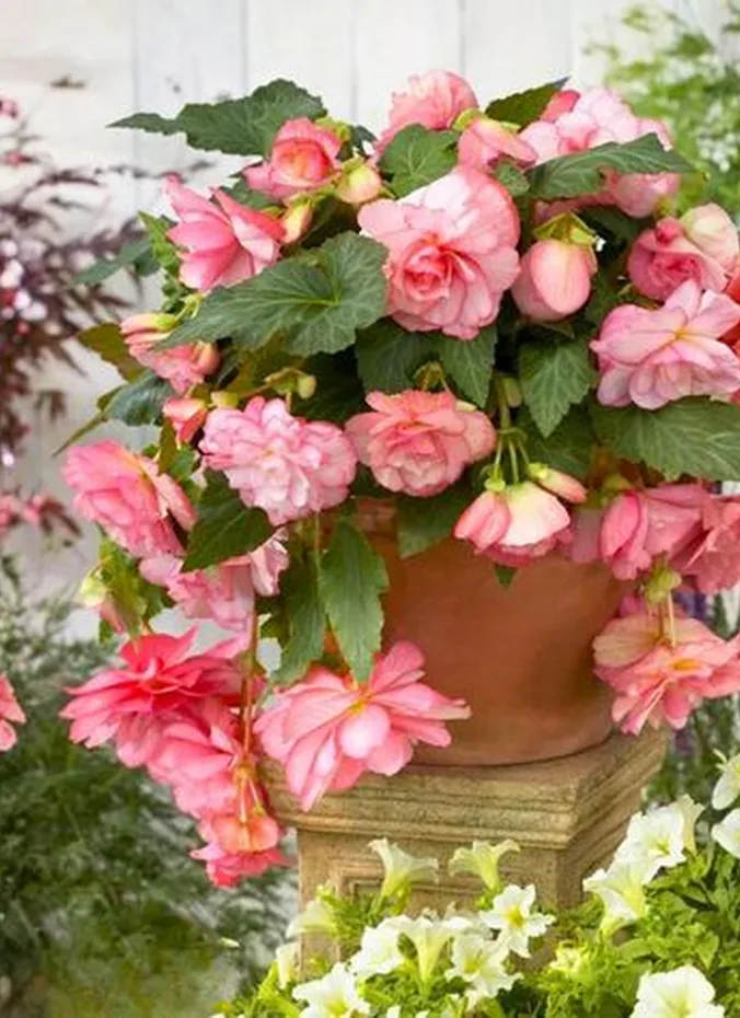 Large pot filled with pink begonias in multiple shades