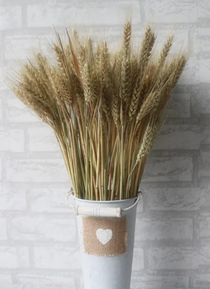 Tied bundles of dried wheat in a crock as harvest decor